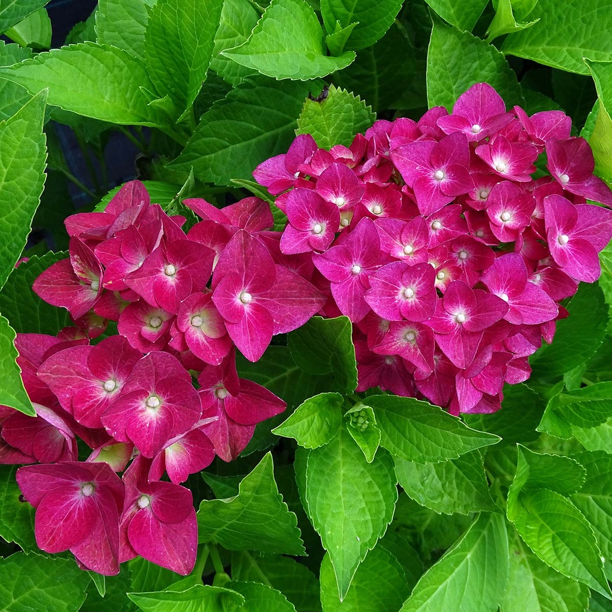 hortensia hydrangea macrophylla green shadow 671147 1