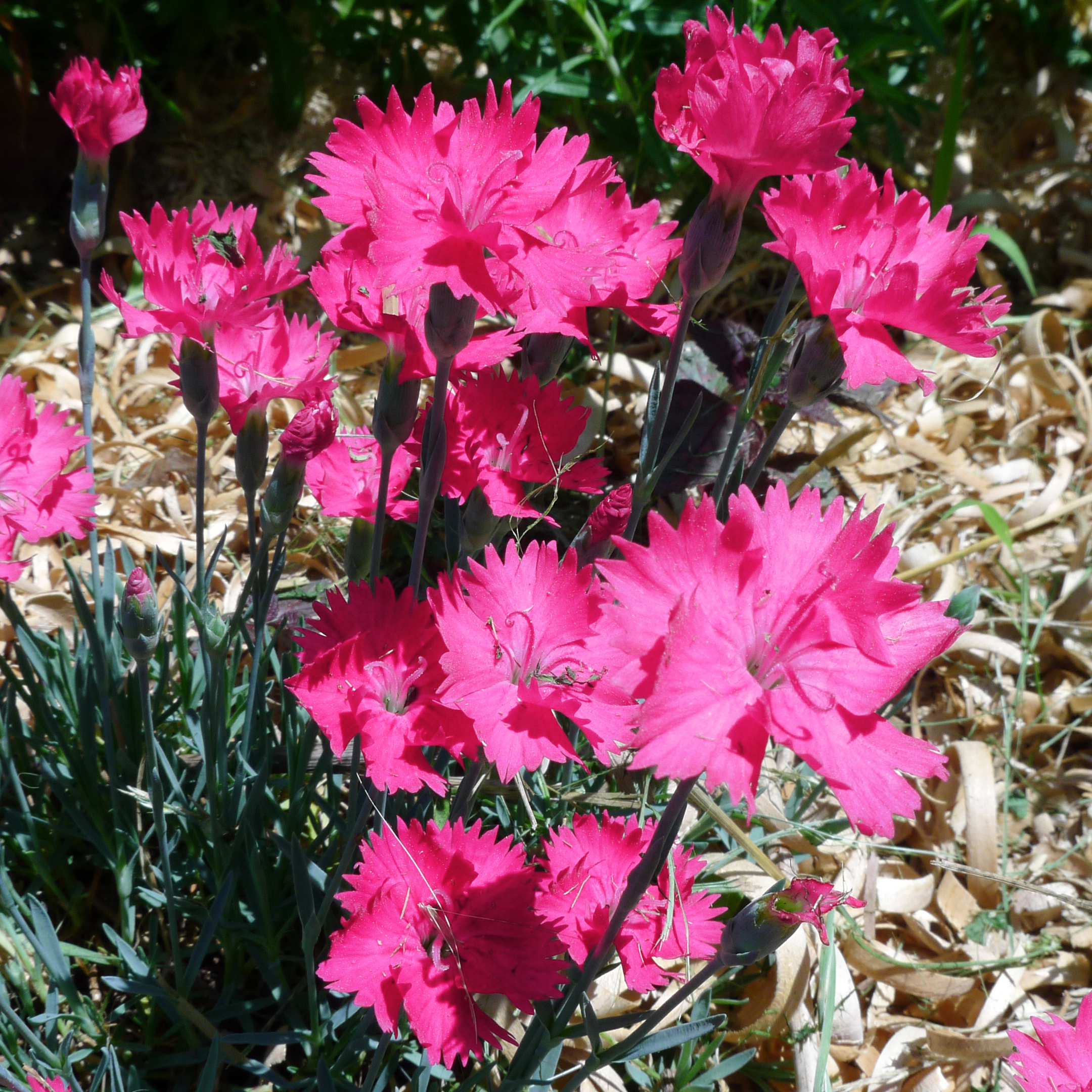 Dianthus arenarius