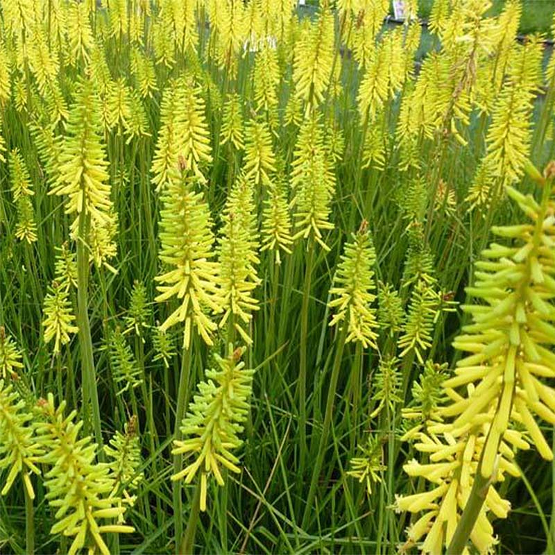 Kniphofia green jade