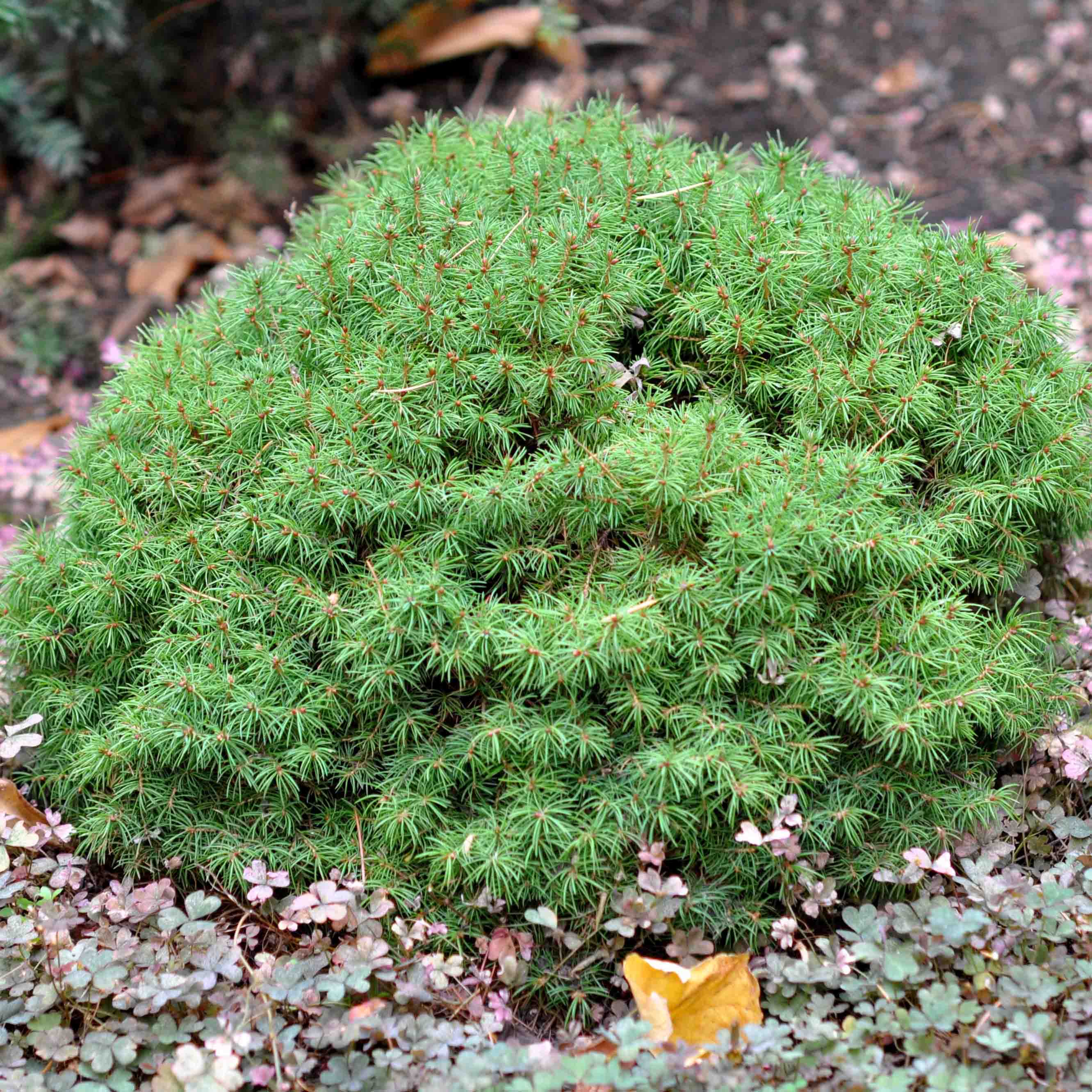 Picea omorika karel