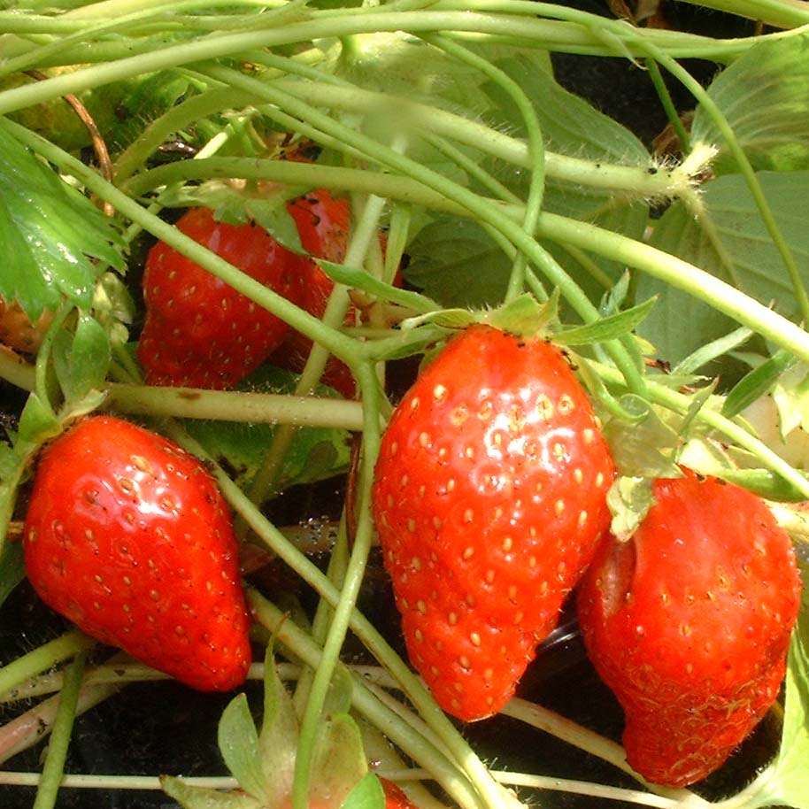 Fraisier Planter Cultiver Entretenir Au Jardin Nos