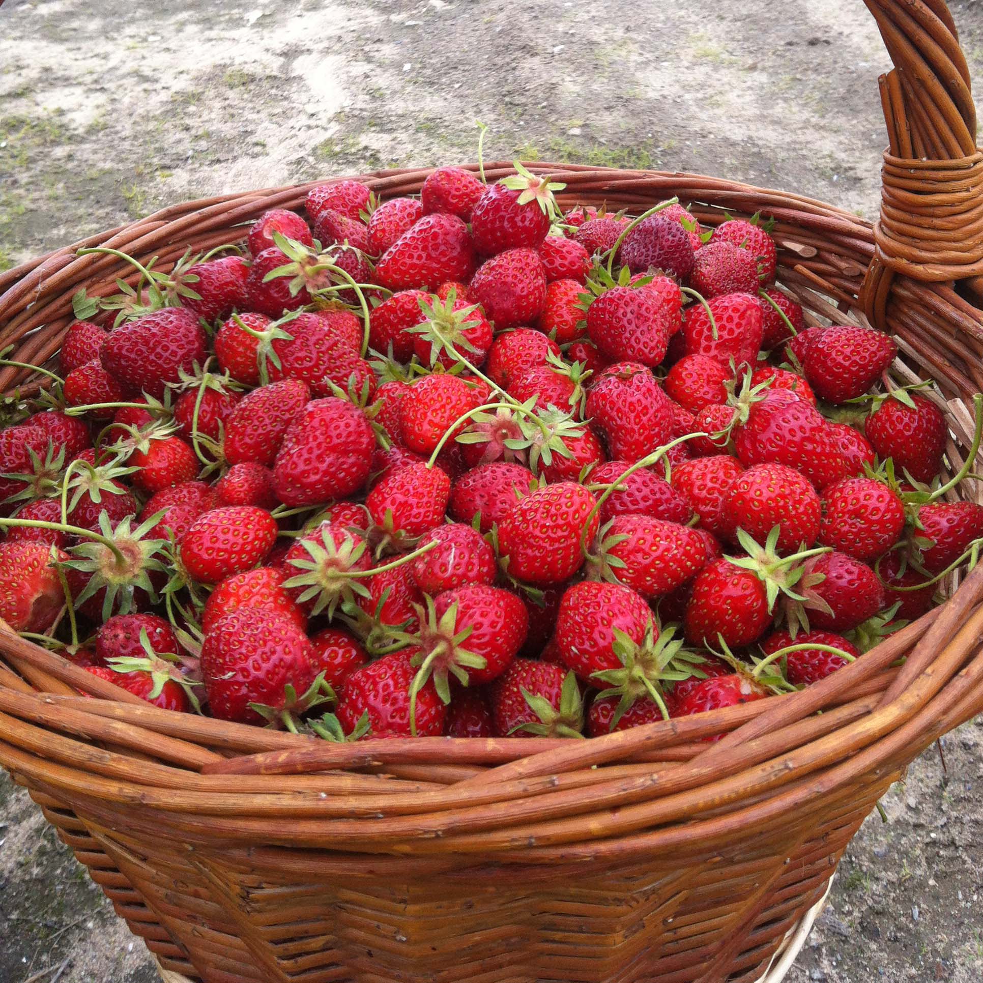 Fraisier Planter Cultiver Entretenir Au Jardin Nos