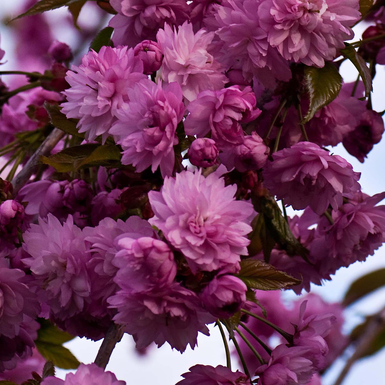 Cerisiers Du Japon Planter Tailler Entretenir Conseils