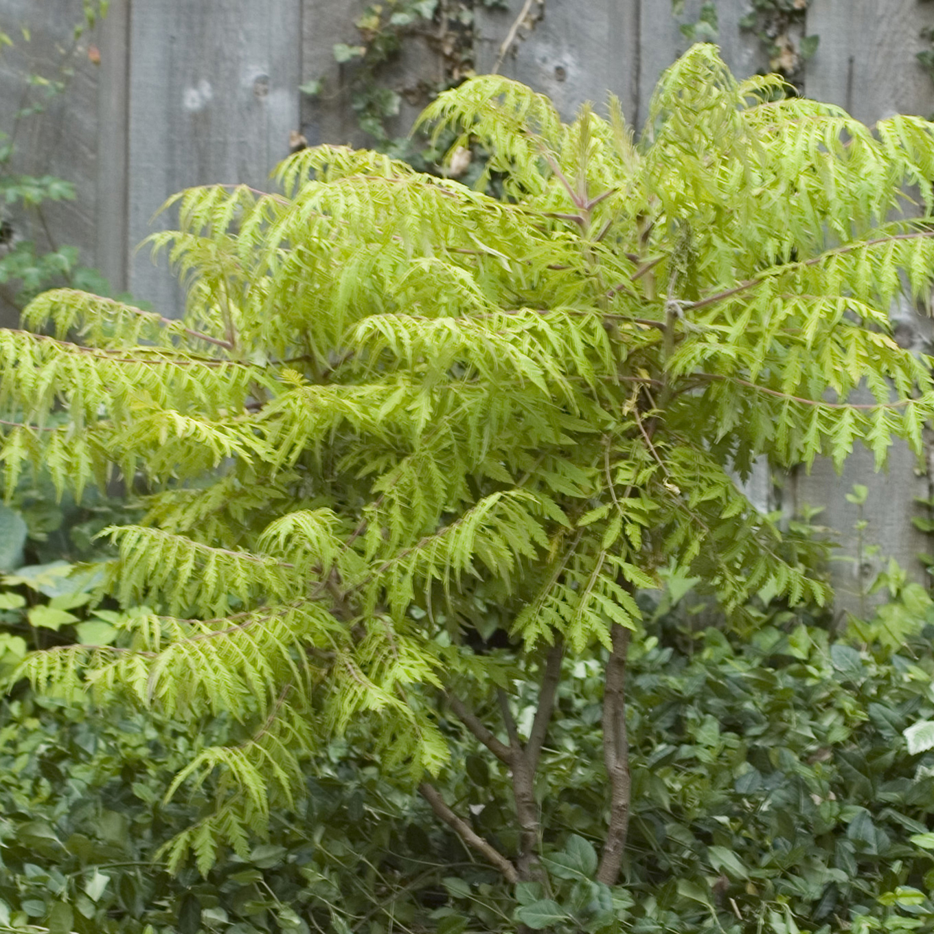 Sumac de Virginie Rhus typhina, arbuste aux grappes de fruits rouges