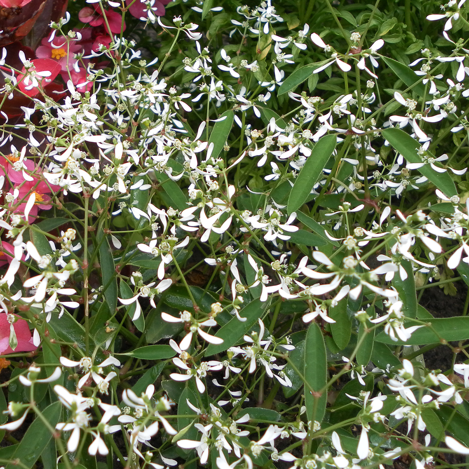  Euphorbe Diamond Snow  Chamaesyce hypericifolia aux 