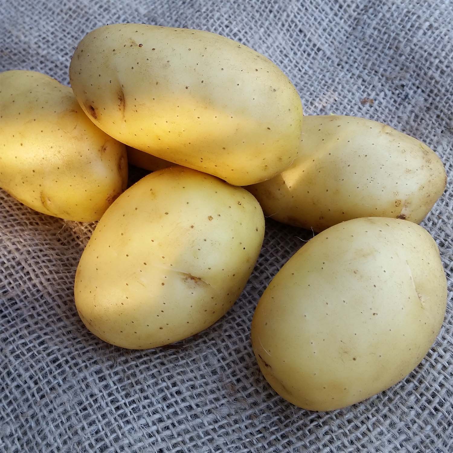 pommes de terre bernadette utilisation en français