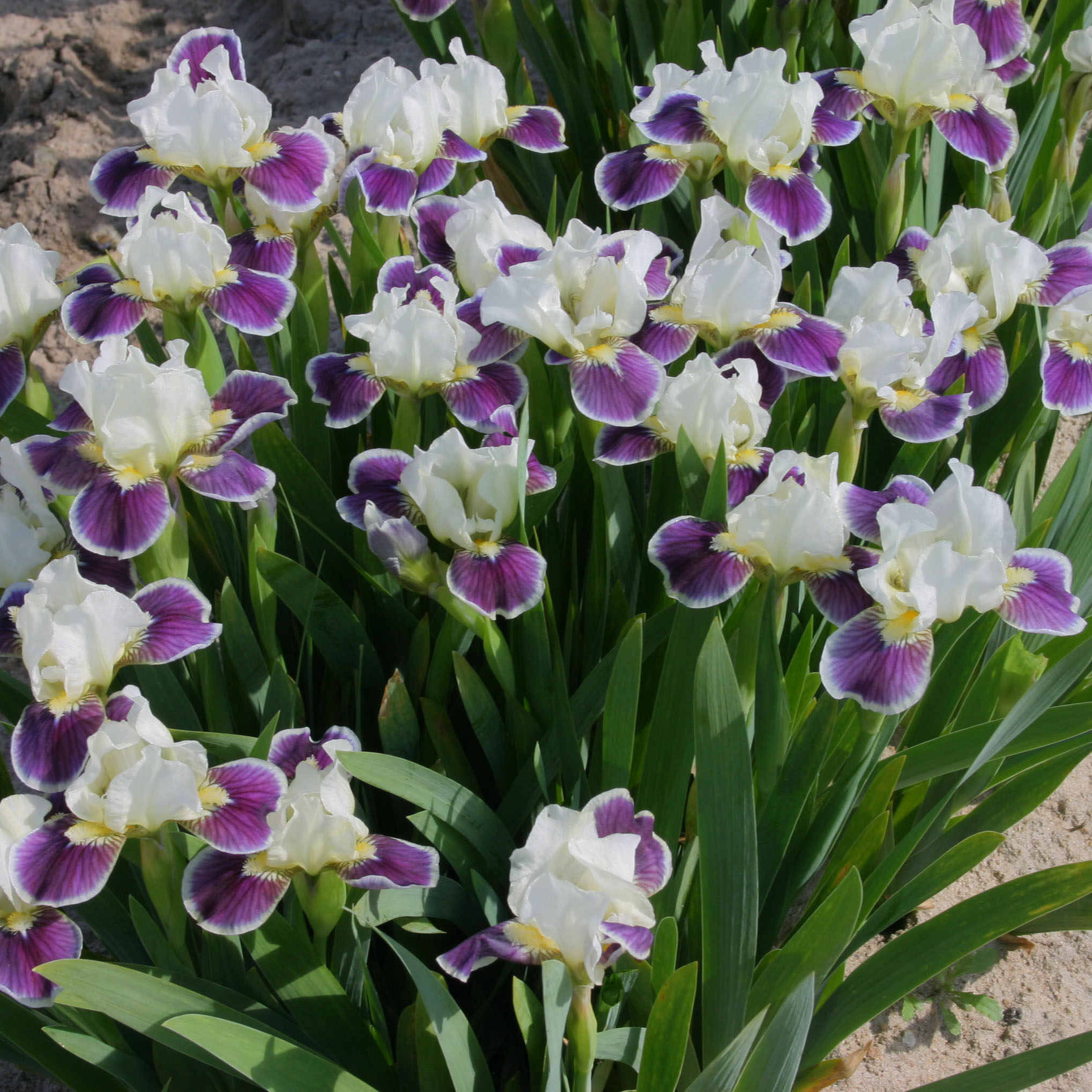 Iris des jardins, Iris germanica - Florifères et multicolores, ils