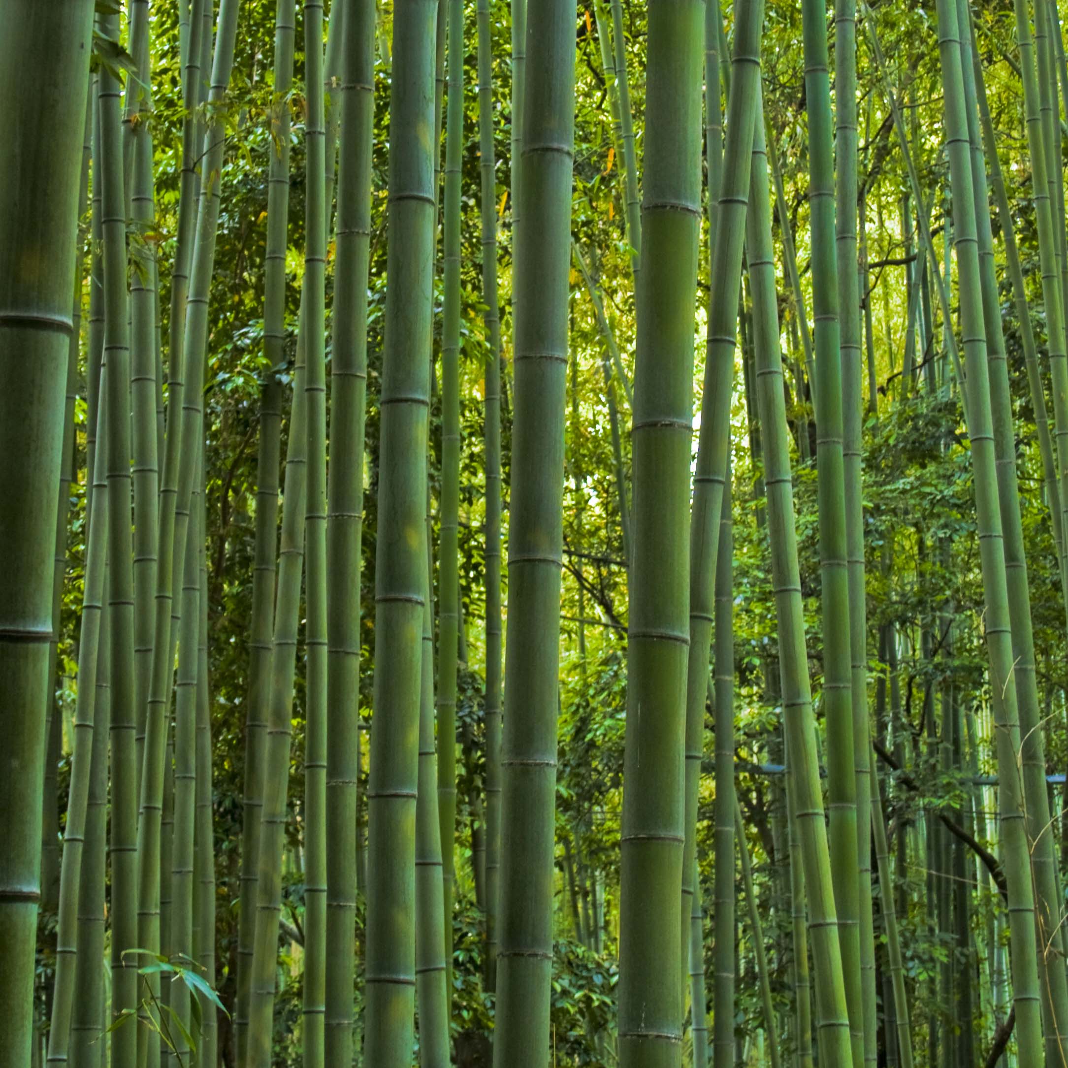  Bambou phyllostachys  de 25 vari t s vendues en ligne
