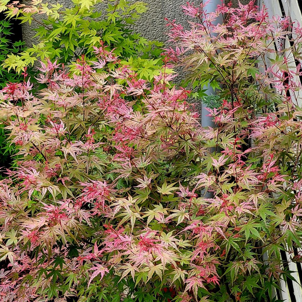 Érable du Japon Phoenix - Acer palmatum
