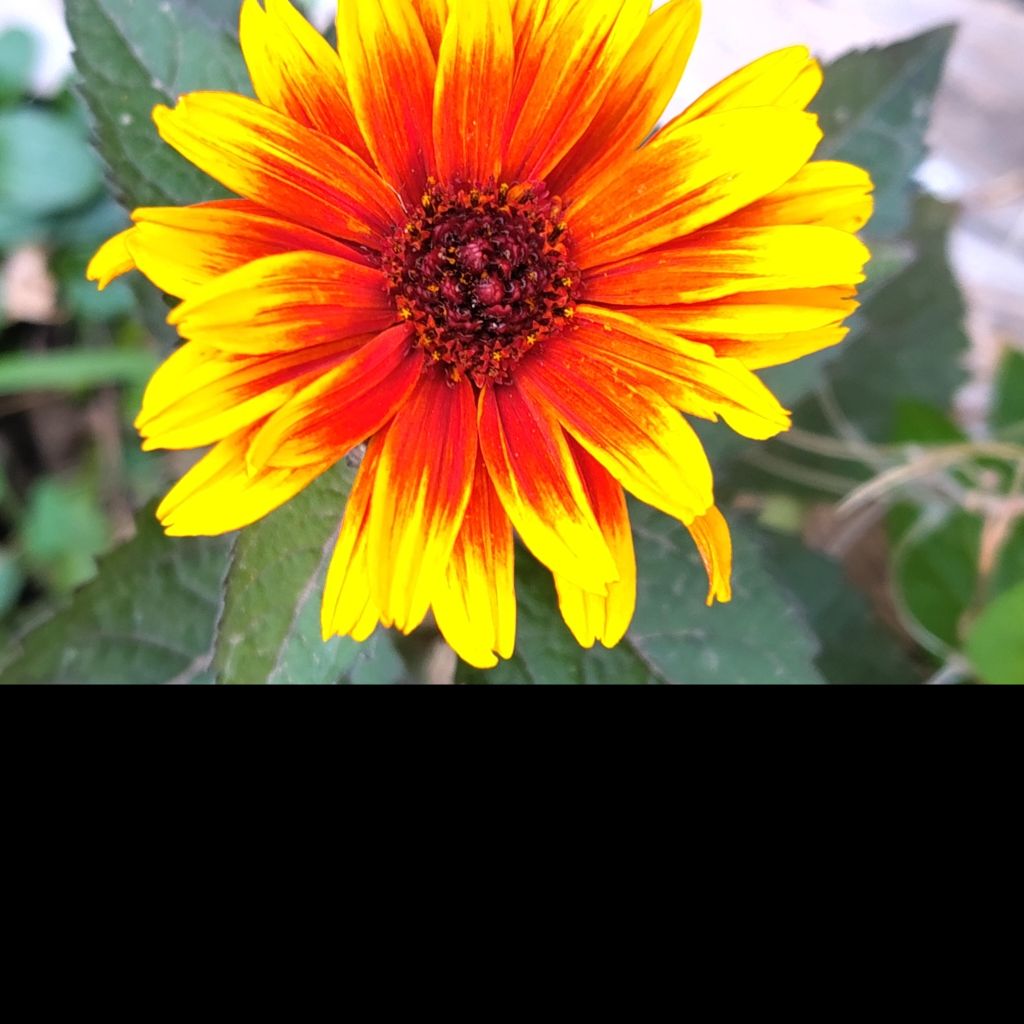 Heliopsis helianthoides Funky Spinner - Héliopsis faux-hélianthe