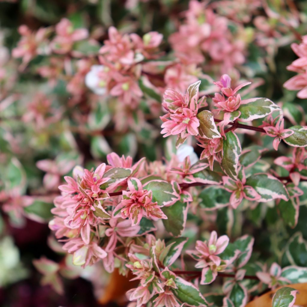 Abelia Magic Daydream