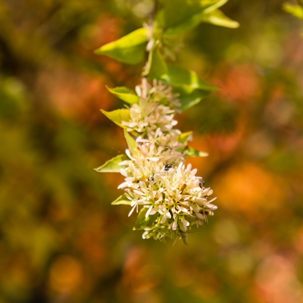 Abelia chinensis - Abélia de Chine