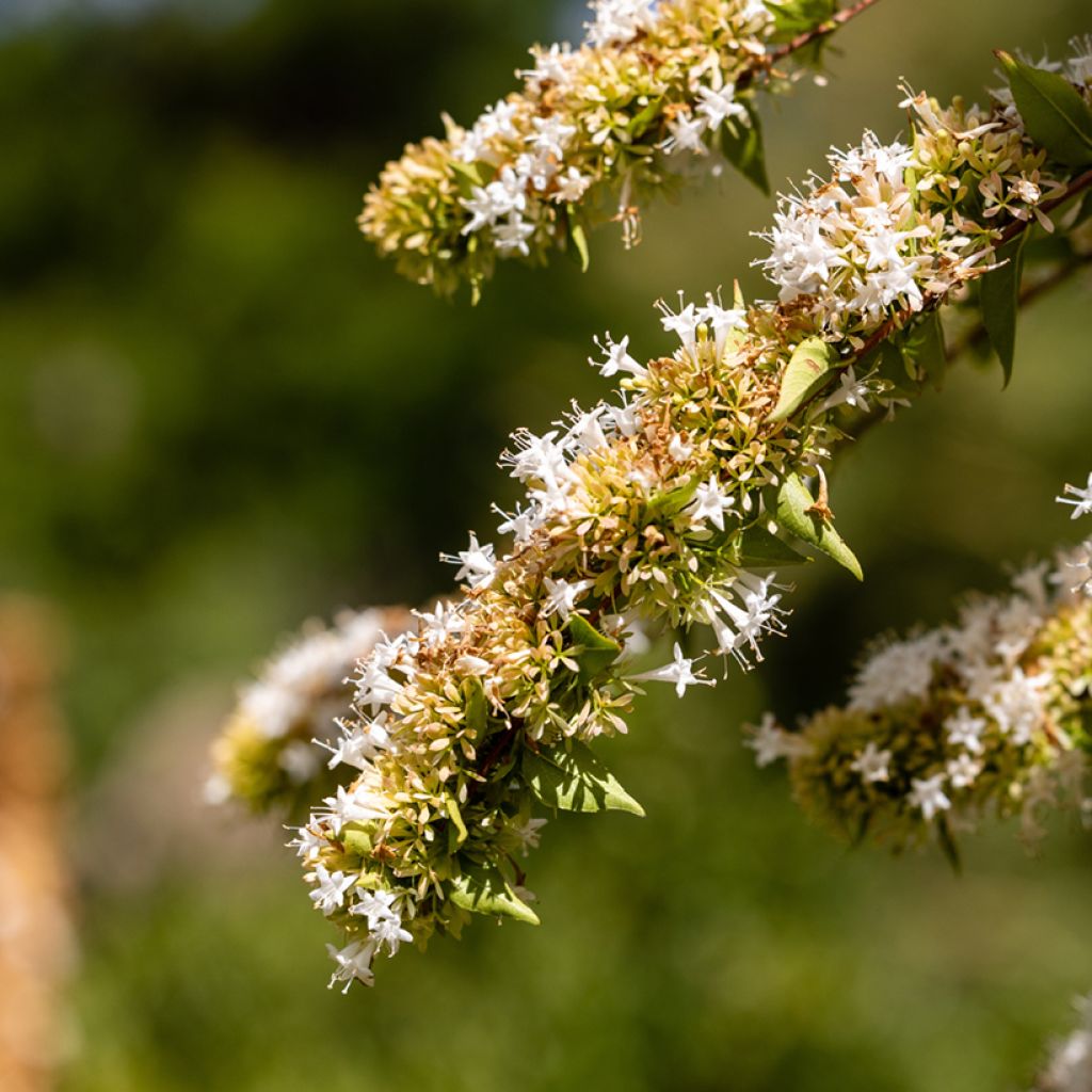 Abelia chinensis - Abélia de Chine