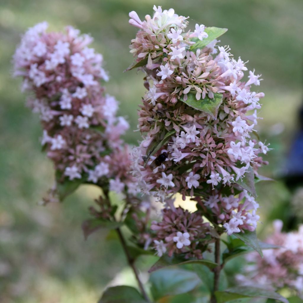 Abelia chinensis White Surprise - Abélia de Chine