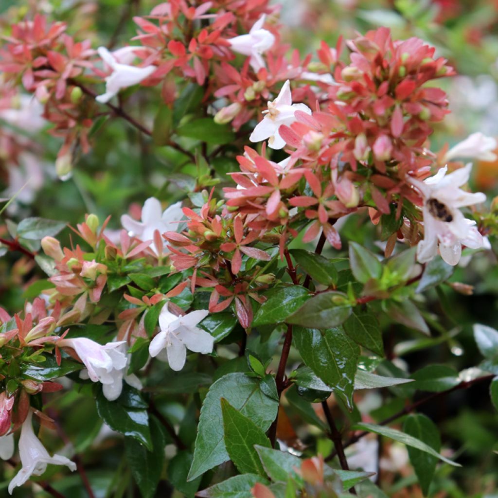 Abelia grandiflora - Abélia à grandes fleurs