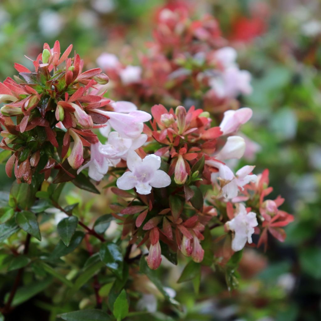 Abelia grandiflora - Abélia à grandes fleurs