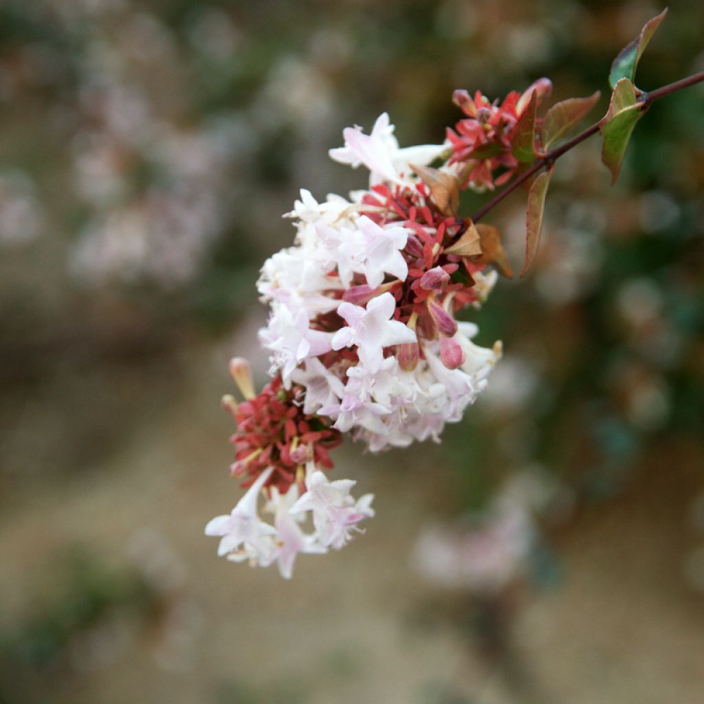 Abelia grandiflora - Abélia à grandes fleurs