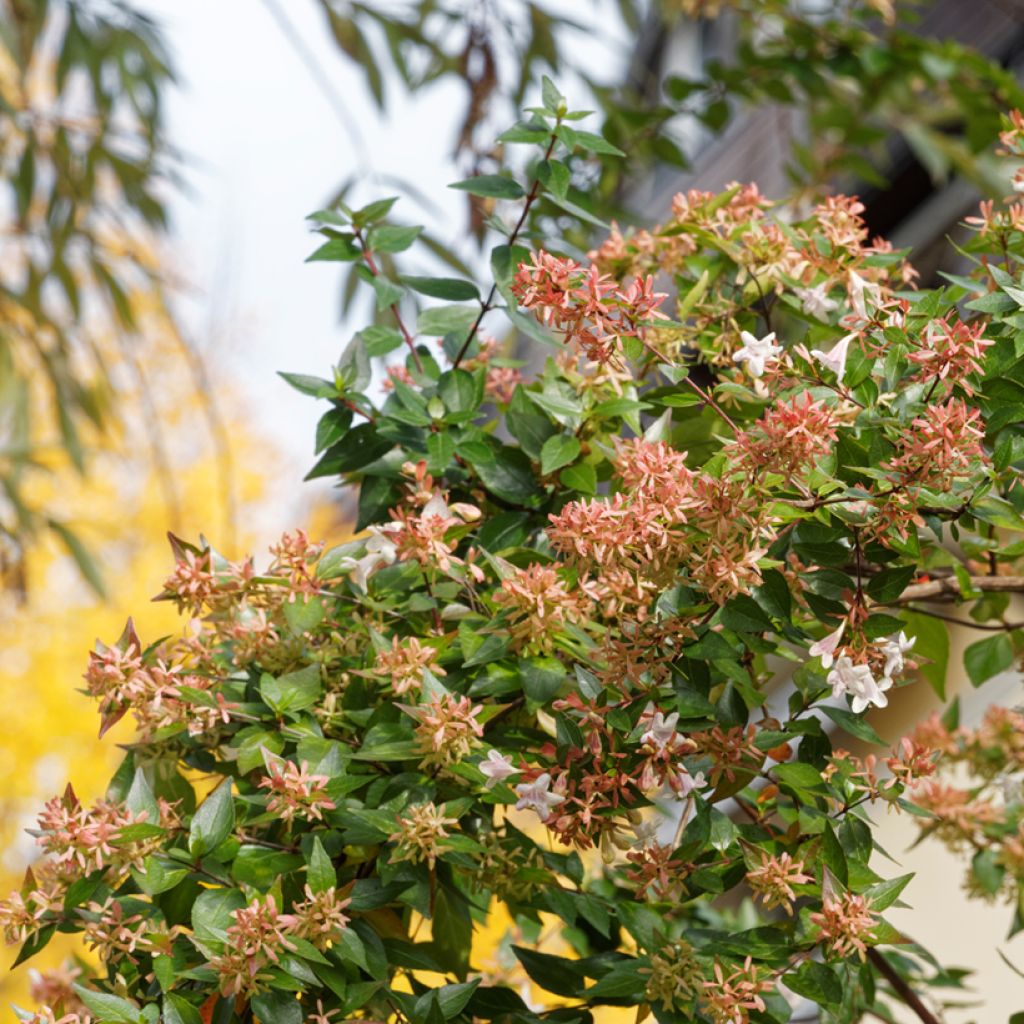 Abelia grandiflora - Abélia à grandes fleurs