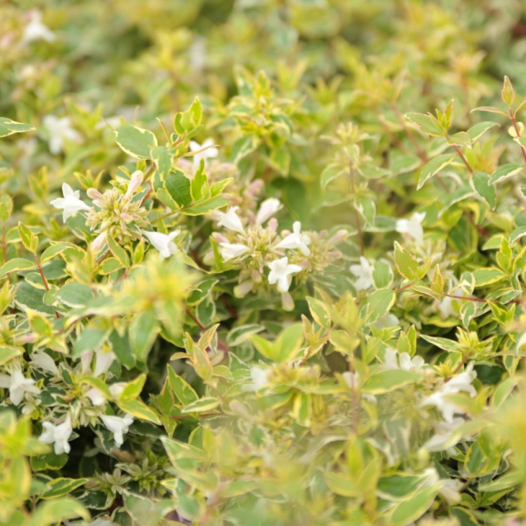 Abelia grandiflora Radiance - Abélia à grandes fleurs