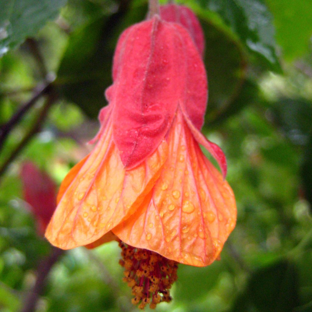 Abutilon Patrick Synge