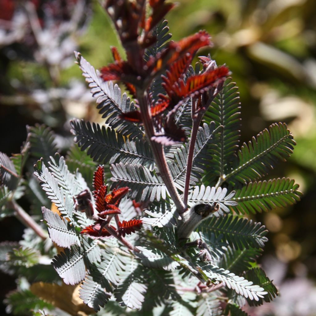 Acacia baileyana Songlines - Mimosa de Bailey