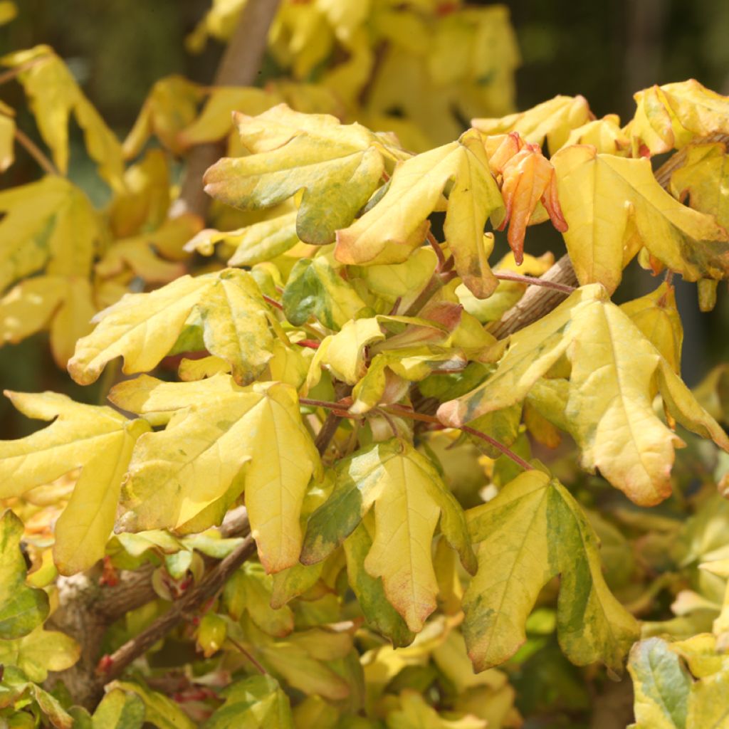 Erable champêtre - Acer campestre Magic Spring