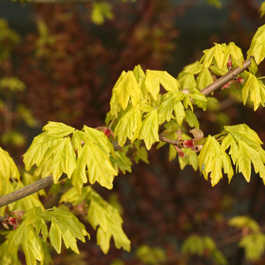 Erable champêtre - Acer campestre Postelense