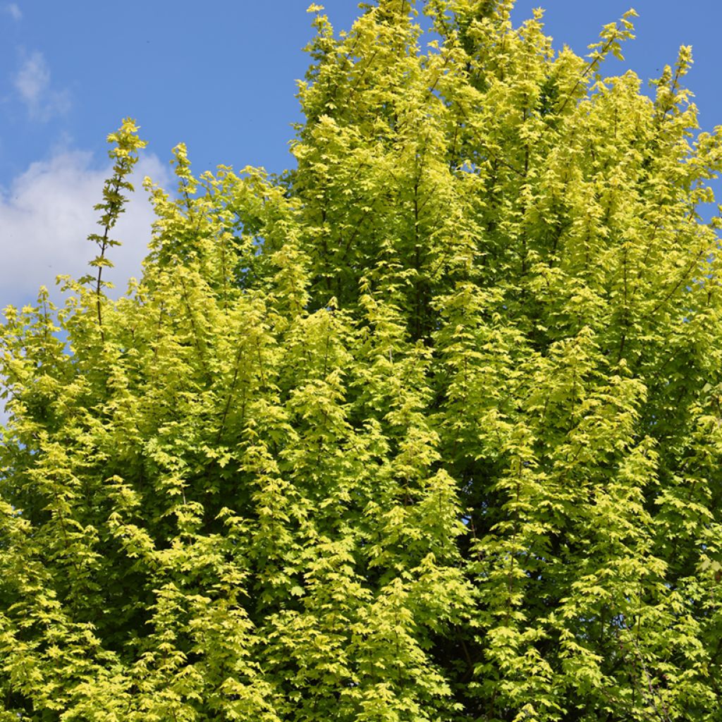 Erable champêtre - Acer campestre Postelense