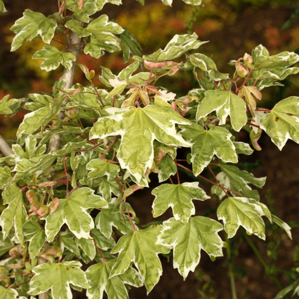 Erable champêtre - Acer campestre Silver Celebration