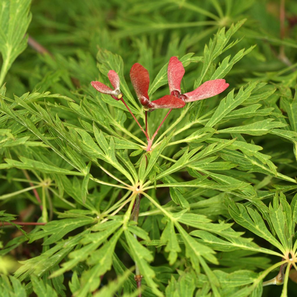 Erable du Japon - Acer japonicum Green Cascade