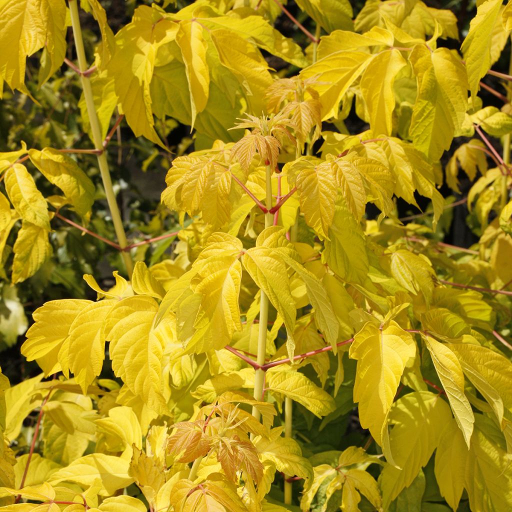 Acer negundo Auratum - Erable à feuilles de frêne doré