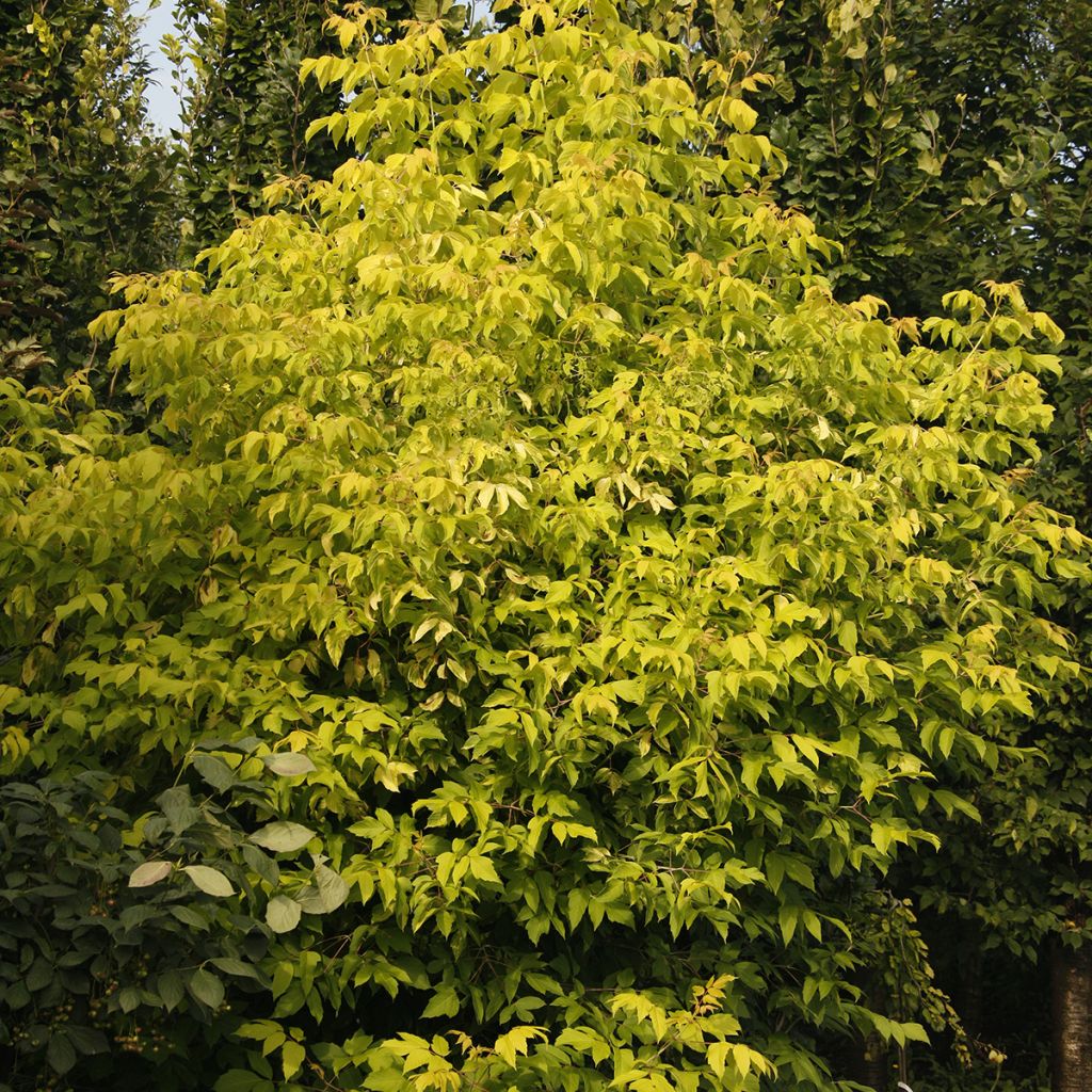 Acer negundo Auratum - Erable à feuilles de frêne doré