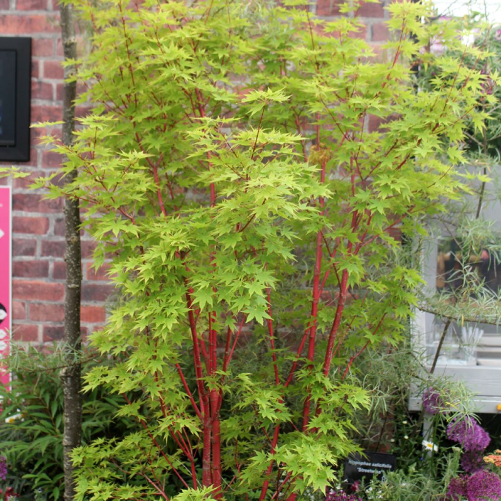 Erable du Japon - Acer palmatum Sangokaku (Senkaki)