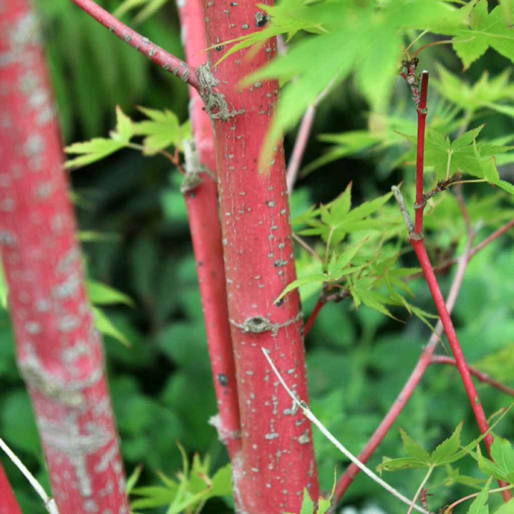 Erable du Japon - Acer palmatum Sangokaku (Senkaki)