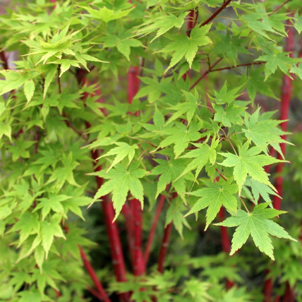 Erable du Japon - Acer palmatum Sangokaku (Senkaki)