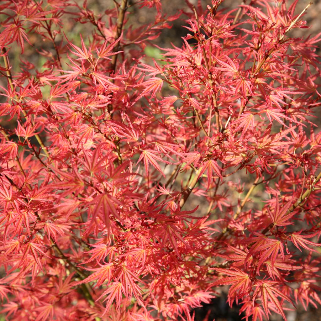 Erable du Japon - Acer palmatum Wilson's Pink Dwarf