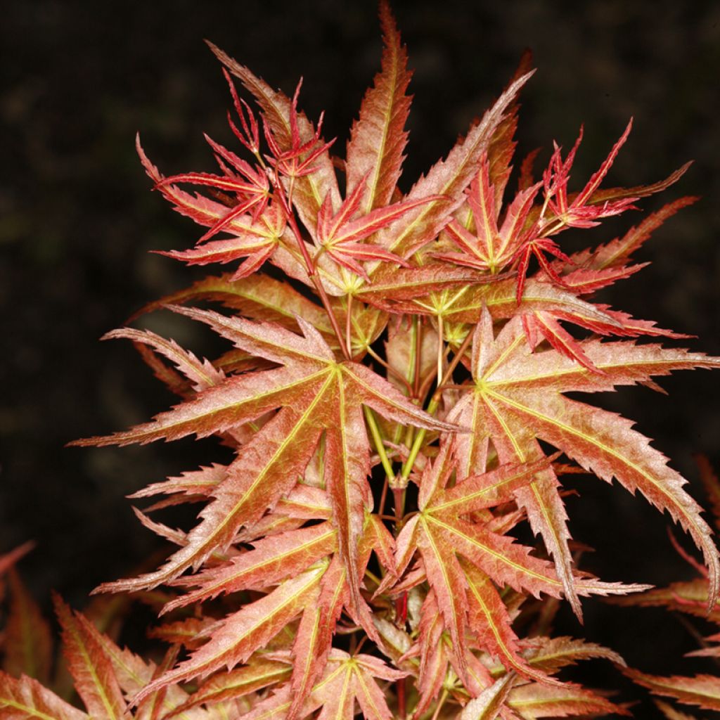 Erable du Japon - Acer palmatum Wilson's Pink Dwarf