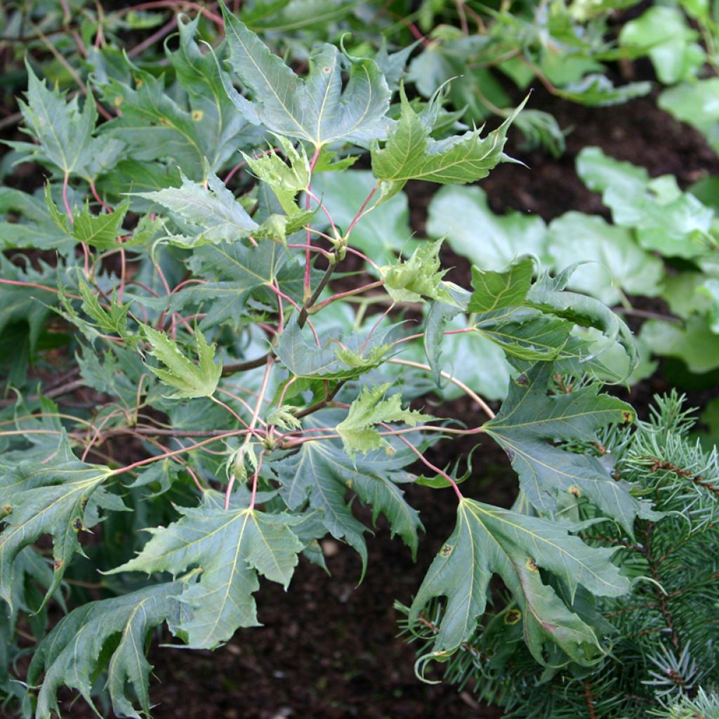 Acer platanoides Laciniatum - Erable plane