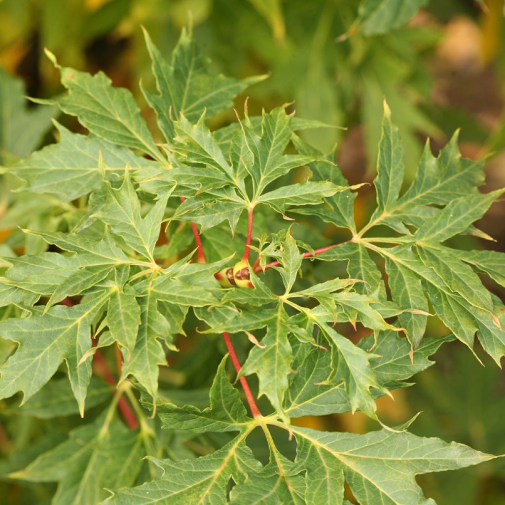 Acer platanoides var. lorbergii - Erable plane