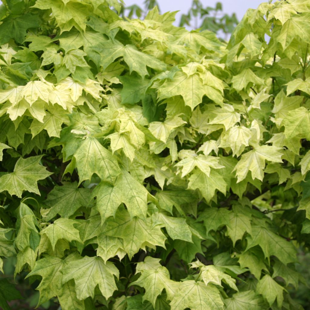 Acer platanoides Maculatum - Erable plane