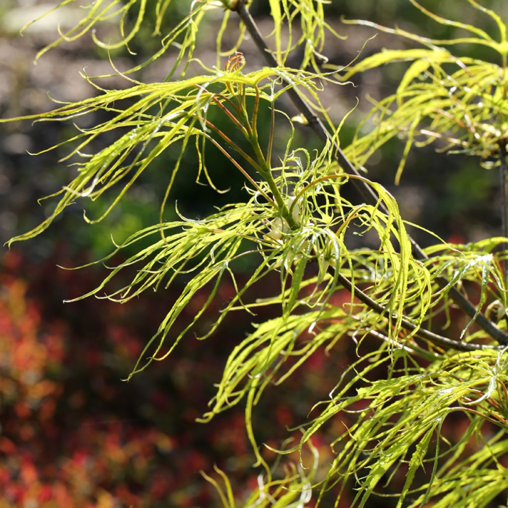 Acer platanoides Paldiski - Erable plane