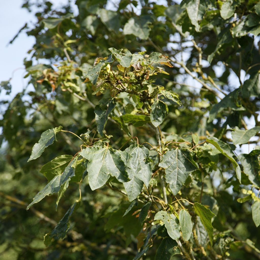 Acer platanoides Stollii - Erable plane