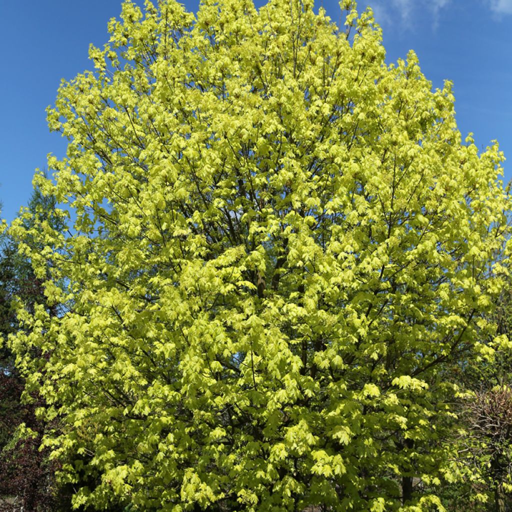 Acer platanoides Walderseei - Erable plane