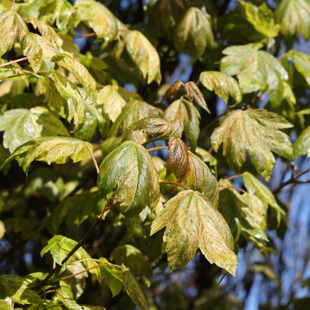 Erable sycomore - Acer pseudoplatanus Prince Camille de Rohan