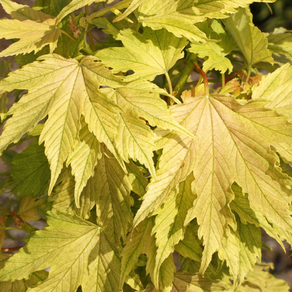 Erable sycomore - Acer pseudoplatanus Sunshine