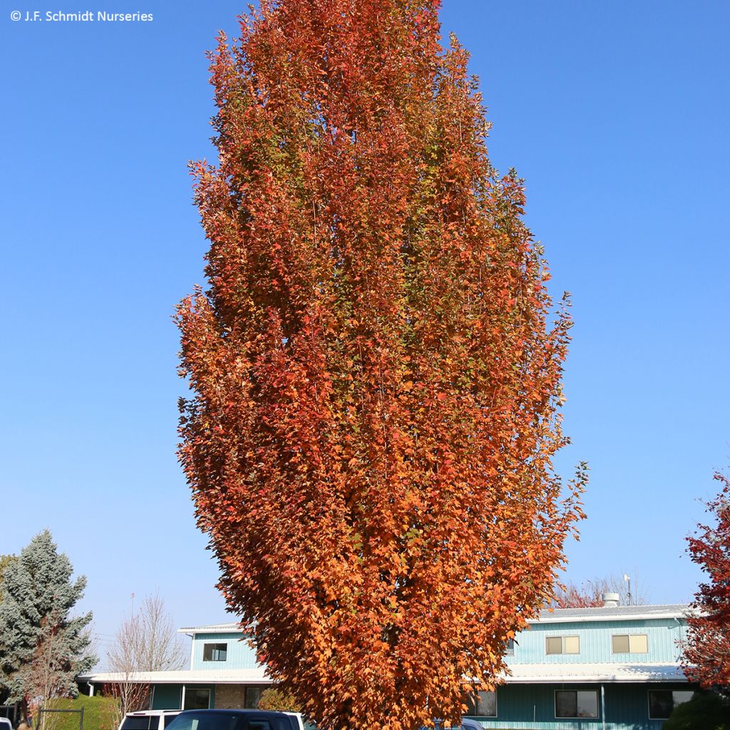Acer rubrum Armstrong Gold - Erable rouge