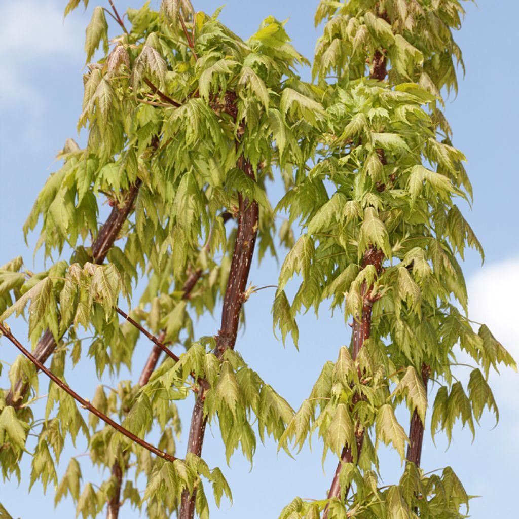 Acer rubrum Sekka - Erable rouge