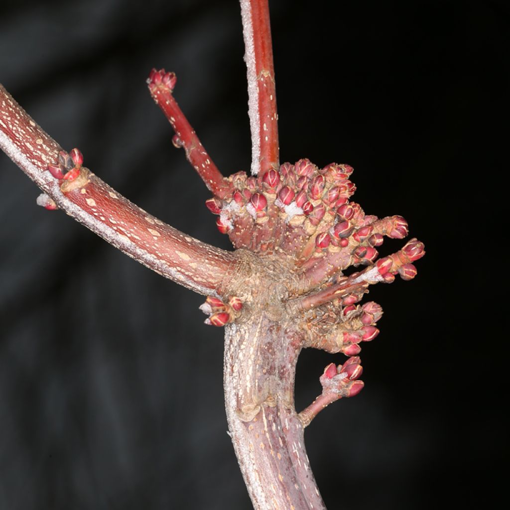 Acer rubrum Sekka - Erable rouge