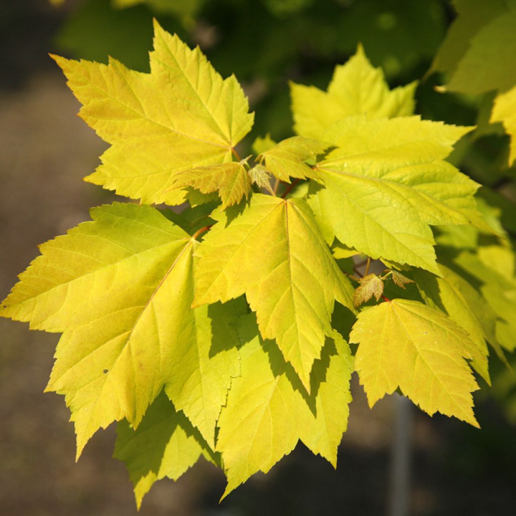 Acer rubrum Schocking Gold - Erable rouge