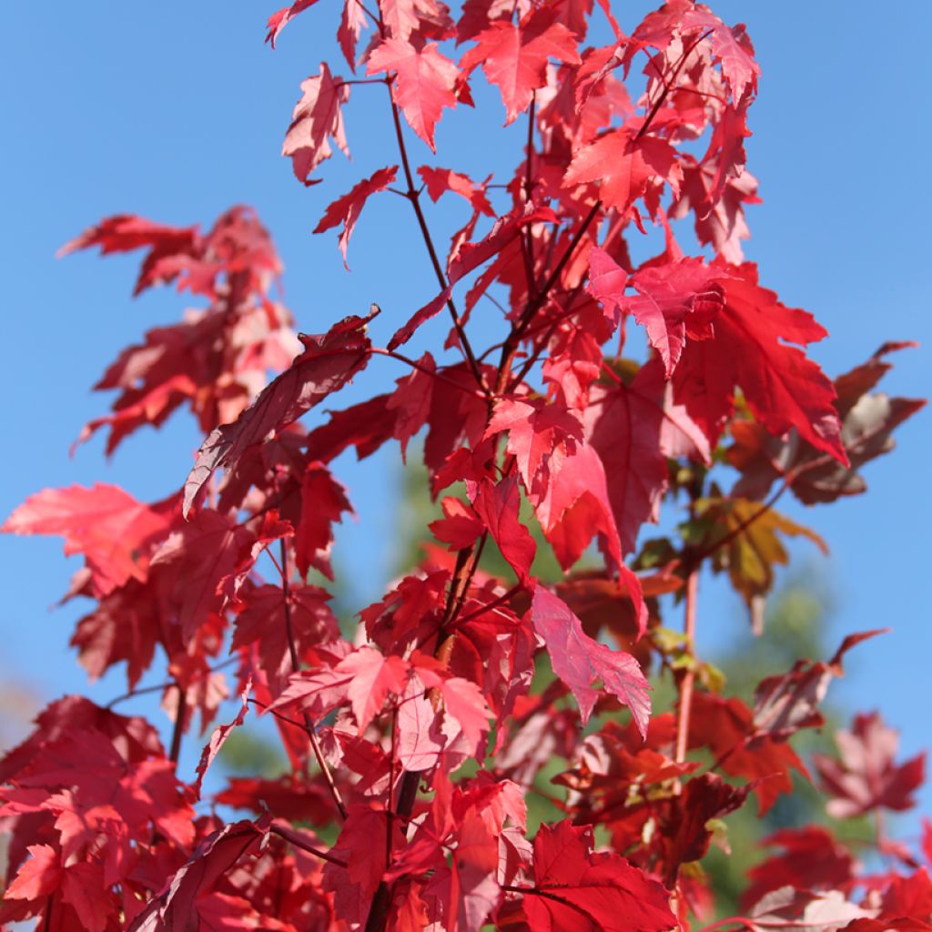 Acer rubrum Somerset - Erable rouge